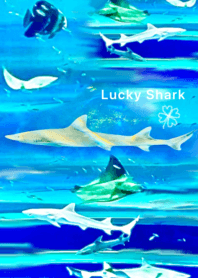 lucky shark Clover
