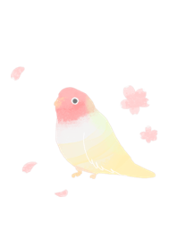 Lovebird sakura