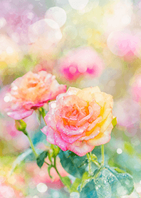 Beautiful rose flower(R1416)