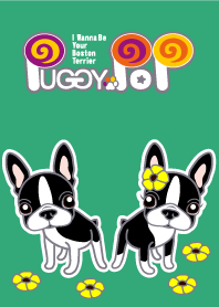 ボストンテリア着せかえ！