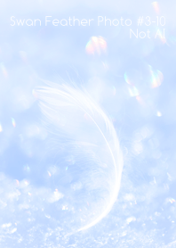 Swan Feather Photo #3-10Not AI