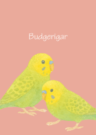 Cute Budgerigar3 on p & b