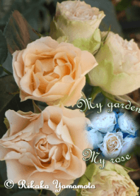 My garden, My rose_Antique lace_2