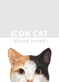 ICON CAT - Mixed breed cat - GRAY/04