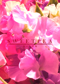 SWEET PEA -Flower-