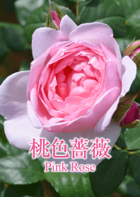 「桃色薔薇（ピンクローズ）」のきせかえ