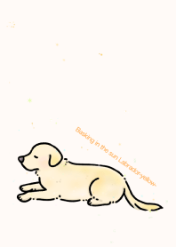 Basking in the sun Labrador- yellow-