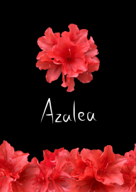 Azalea -Red-