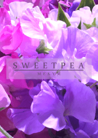 SWEET PEA-PURPLE 9