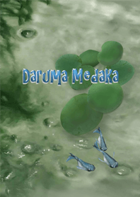 Daruma Medaka