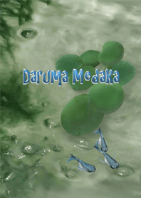 Daruma Medaka 可愛いダルマめだか