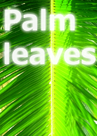 Palm leaves-ヤシの葉