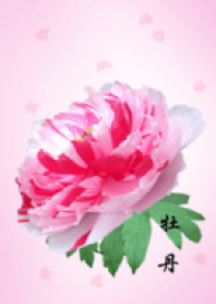 Peony (Paeonia suffruticosa)