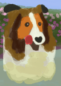 Shetland Sheepdog*spring