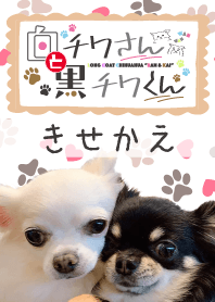 White & Black Chihuahua
