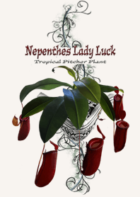 The garden "Nepenthes Lady Luck"