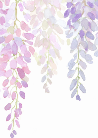 フジの花が咲く