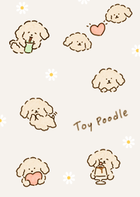 beige Milk Tea Toy Poodle 02_2
