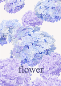 Fresh hydrangea flowers7