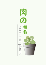 多肉植物鉢植え植物