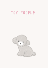 Toy poodle Gray