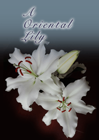 A Oriental Lily