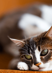 Nyanko Great Runaway#CDVAF28.