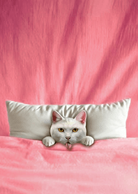 Fun playful cat blanket-white cat1L