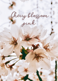 Cherry blossom_pink