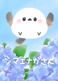 紫陽花とシマエナガさん