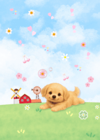 หมาน้อย โกล์เด้น น่ารัก