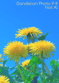 Dandelion Photo 9-9Not AI
