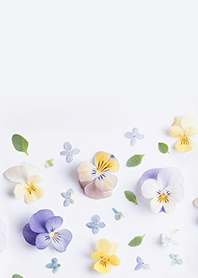 ビオラの花海Ⅱ