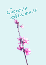 Cercis chinesis