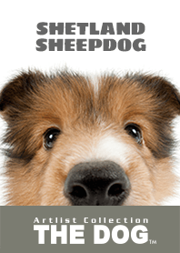 THE DOG シェットランド・シープドッグ 2