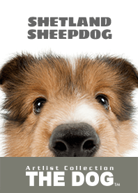 THE DOG Shetland Sheepdog 2