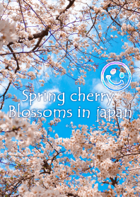 Spring cherry Blossoms from japan