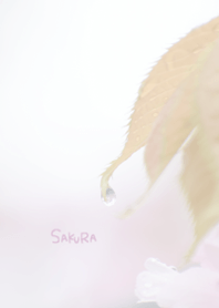 Japanese SAKURA Theme 11