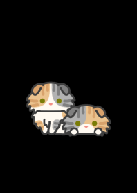 CT Fold Cat*darkmode*long-haired*