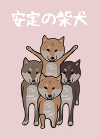 安定の柴犬