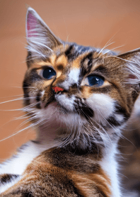 Cats run wild #DSXI018.