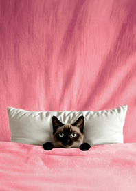 แมวที่ถูกคลุมด้วยผ้าห่ม3.3-แมวสยาม