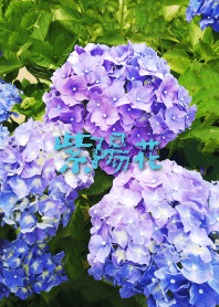 あじさいの花 3。