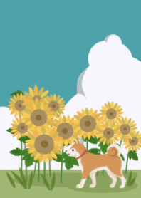 Shiba inu, sunflower, and the sky 2