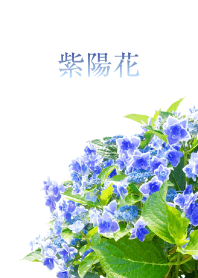 「青い紫陽花」の着せ替え