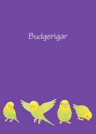 Cute Budgerigar2 on purple