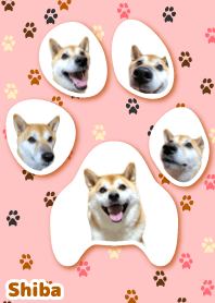 柴犬の日常16【肉球】