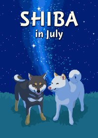 7月の柴犬
