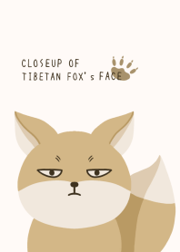CLOSEUP OF TIBETAN FOX's FACE-BEIGE