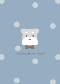 Schnauzer and ribbon -blue- 2